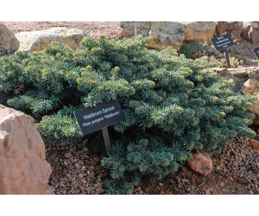 Waldbrunn Spruce